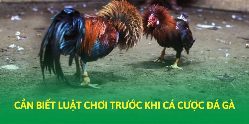 Cần biết luật chơi trước khi cá cược đá gà