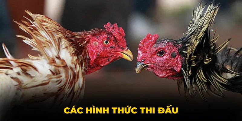 Các hình thức thi đấu tại đá gà Thomo